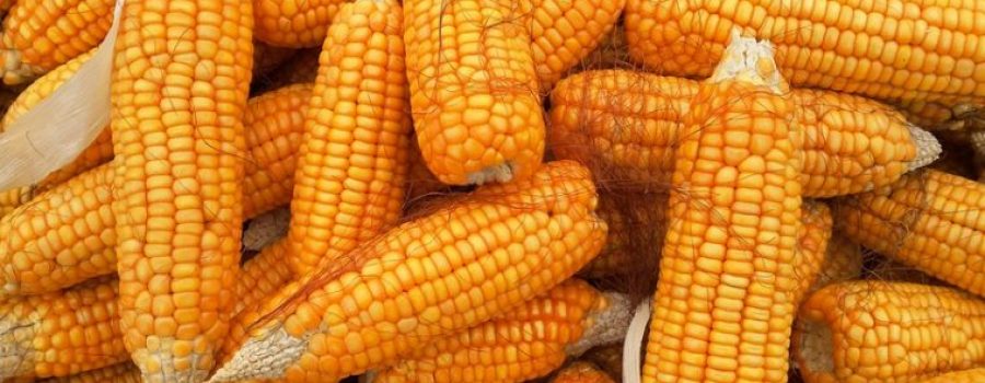 Farmers warned on hybrid corn